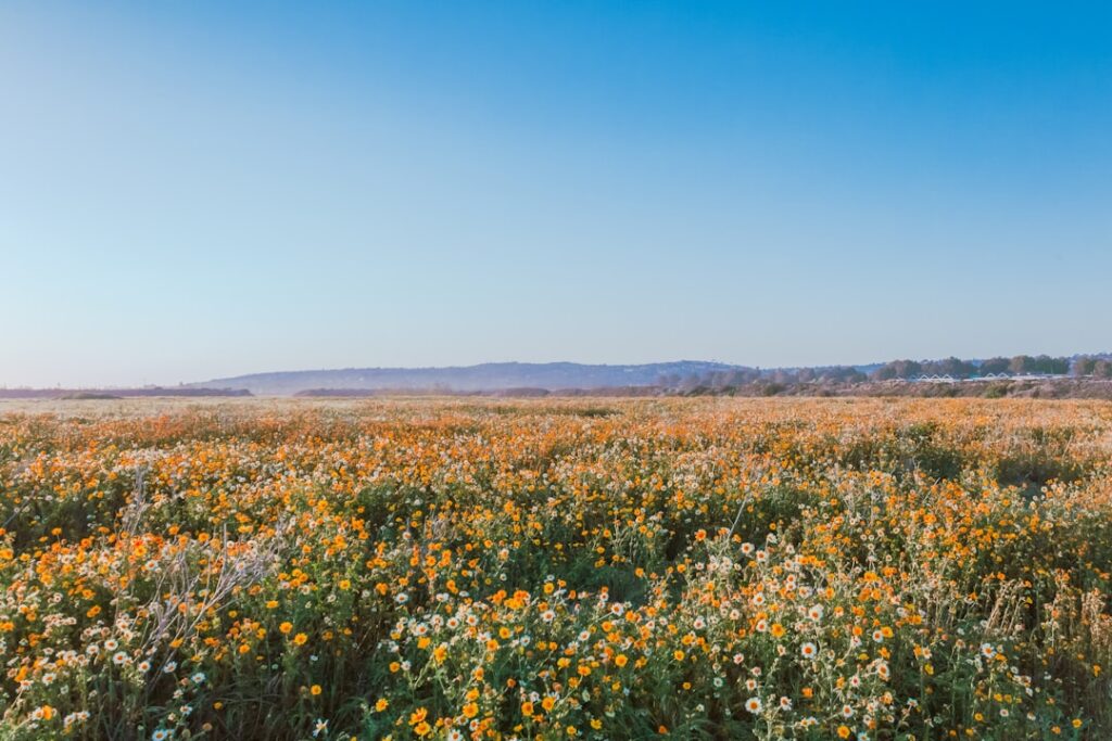 Photo Flower field