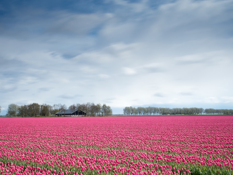 Photo Flower field